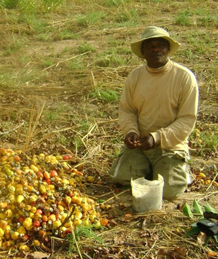 Groundnut